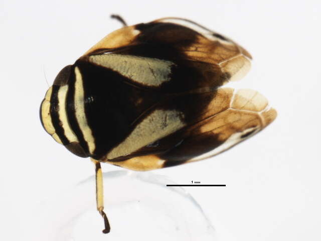 Image of Dogwood Spittlebug