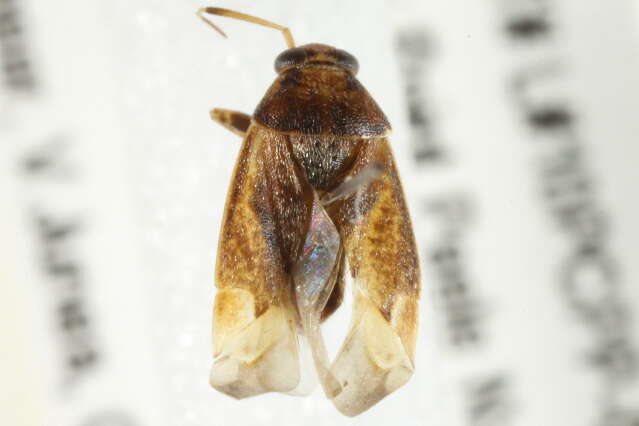 Image of Agnocoris pulverulentus (Uhler 1892)