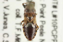 Image of Phlegyas abbreviatus (Uhler & P. R. 1876)