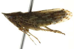 Image de <i>Aphrodes makarovi</i>