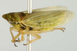 Image of <i>Aphrodes bicincta</i>