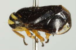 Image of Dogwood Spittlebug