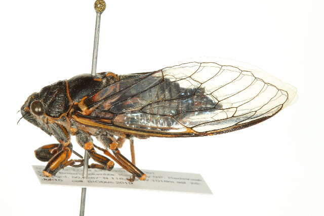 Image of Say's Cicada