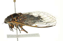 Image of Say's Cicada