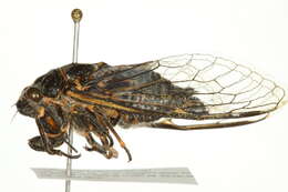 Image of Say's Cicada