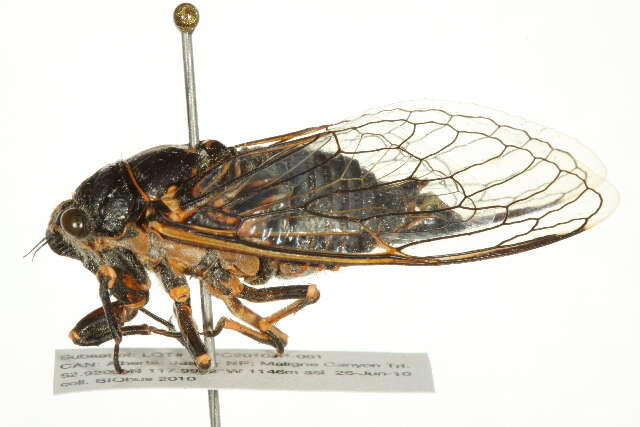 Image of Say's Cicada