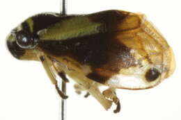 Image of Dogwood Spittlebug