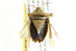 Image of One Spotted Stink Bug
