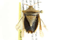 Imagem de Euschistus (Euschistus) variolarius (Palisot 1817)