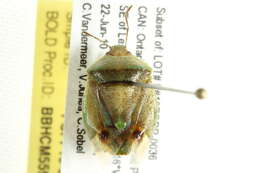 Image of <i>Banasa dimidiata</i>