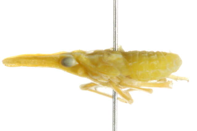 Image of <i>Aphrodes bicincta</i>