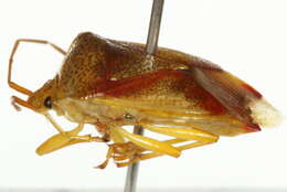 Image of Red-Cross Shield Bug