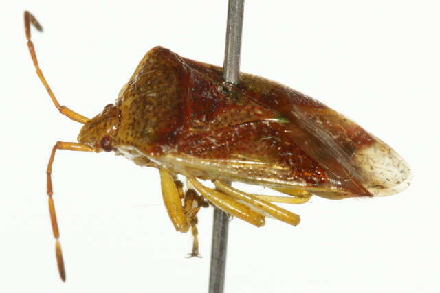 Image of Red-Cross Shield Bug