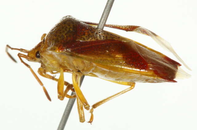 Image of Red-Cross Shield Bug