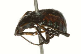 Image of Predatory Stink Bugs