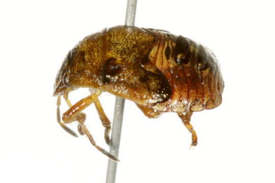 Image of <i>Banasa dimidiata</i>