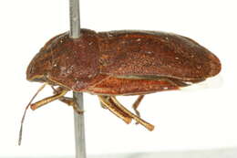 Image of Eurygaster amerinda Bliven 1956