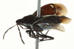 Image of Sehirus cinctus albonotatus Dallas 1851