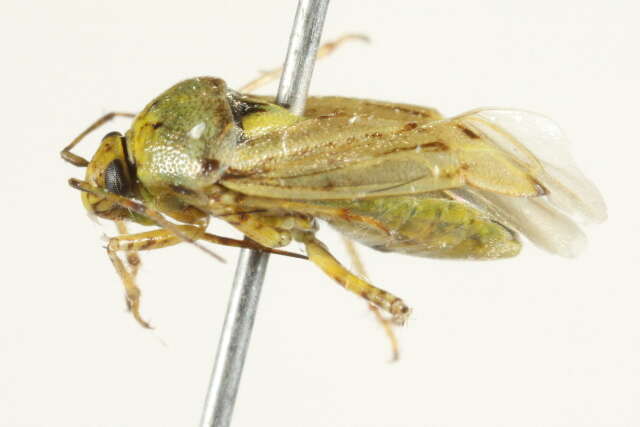 Image of Pale legume bug