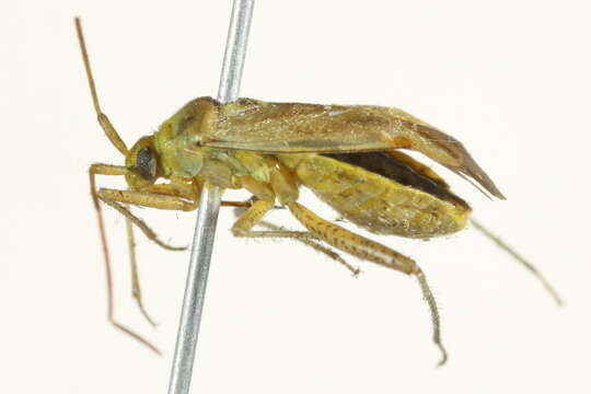 Image of alfalfa plant bug