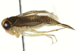 Image of Trichocorixa sexcincta (Champion 1901)