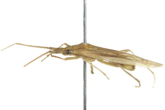 Image of Stenodema trispinosa