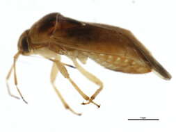 Image of Agnocoris pulverulentus (Uhler 1892)