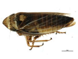 Image de <i>Aphrodes makarovi</i>