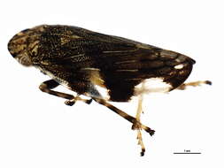 Imagem de Aphrophora quadrinotata Say 1830