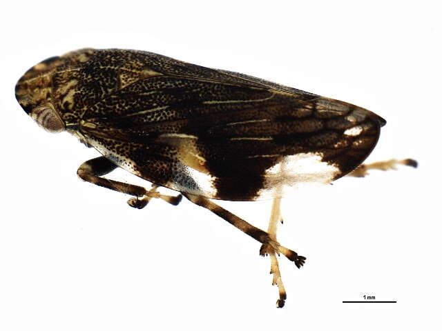 Imagem de Aphrophora quadrinotata Say 1830