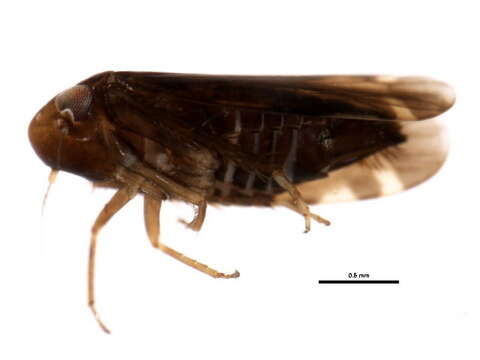 Image of Xestocephalus brunneus