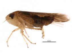 Image of Xestocephalus brunneus