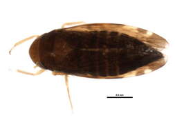 Image of Xestocephalus brunneus