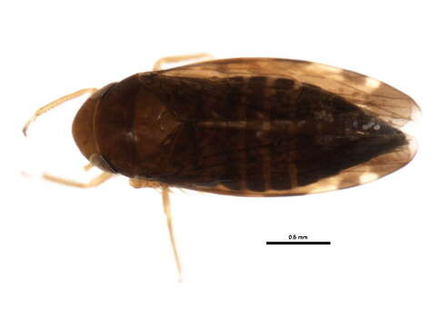 Image of Xestocephalus brunneus