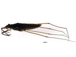 Image of Gerris insperatus Drake & Hottes 1925