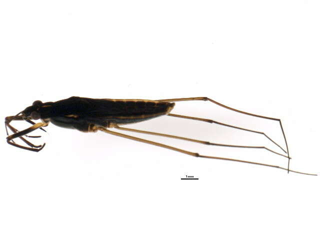 Image of Gerris insperatus Drake & Hottes 1925