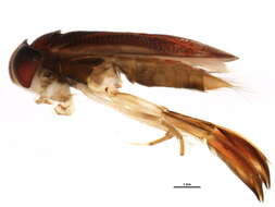 Image of Hesperocorixa lucida (Abbott 1916)
