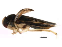 Image of Hesperocorixa atopodonta (Hungerford 1927)