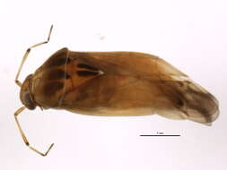 Image of Agnocoris pulverulentus (Uhler 1892)