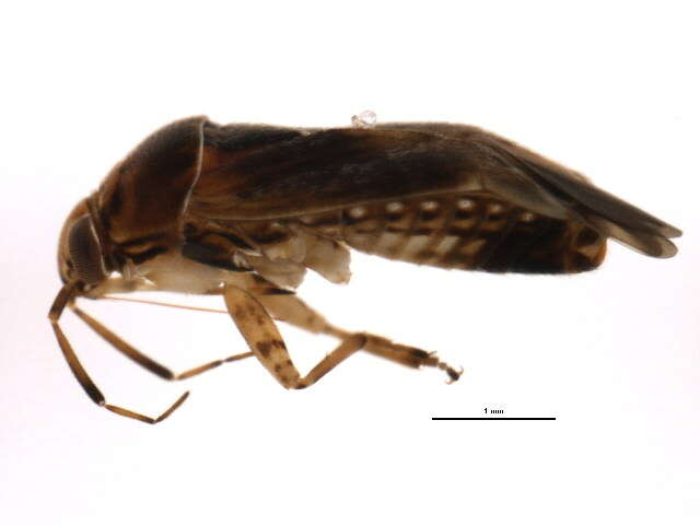 Image of Agnocoris pulverulentus (Uhler 1892)