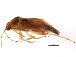 Image of Agnocoris pulverulentus (Uhler 1892)