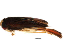 Image of Hesperocorixa lucida (Abbott 1916)