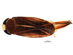 Image of Hesperocorixa lucida (Abbott 1916)