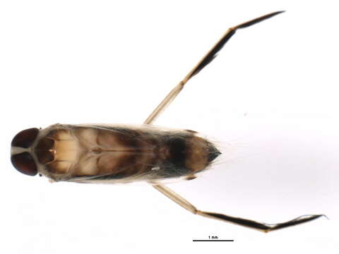 Image of Buenoa macrotibialis Hungerford 1924