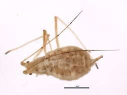 Image of pea aphid