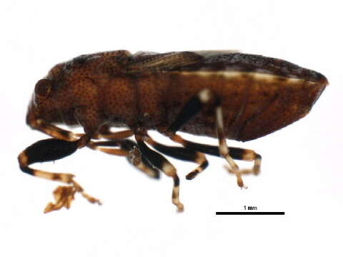 Image of Phlegyas abbreviatus (Uhler & P. R. 1876)