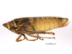 Image of <i>Aphrodes bicincta</i>