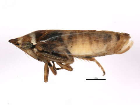 Image of <i>Aphrodes bicincta</i>