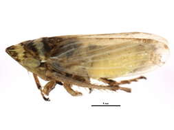 Image of <i>Aphrodes bicincta</i>