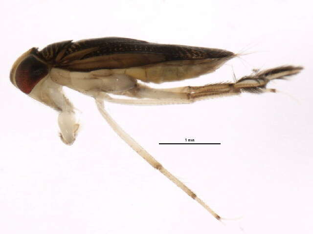 Image of Trichocorixa sexcincta (Champion 1901)